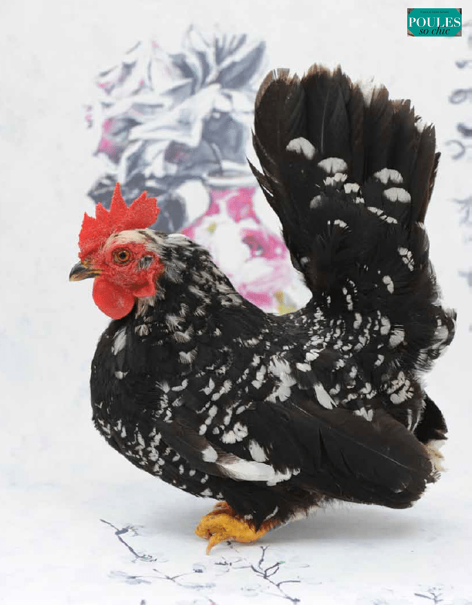 chic french chickens MY FRENCH COUNTRY HOME