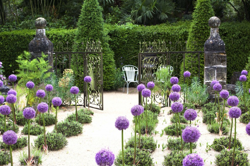 lavender and agapanthus