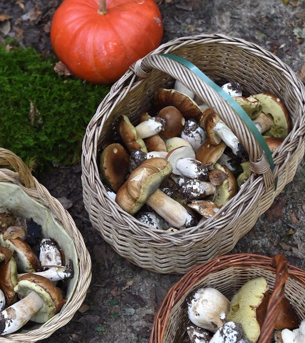 mushroom bake – a recipe from my new book
