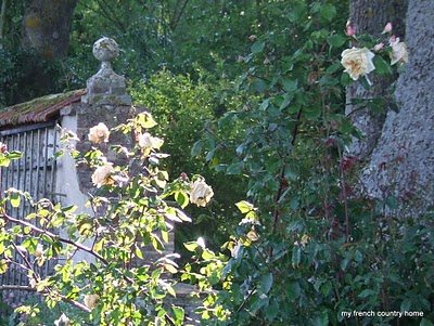 visiting-valley-rose-gardens-miserey-my-french-country-home roses lit by the sun next to a garden wall