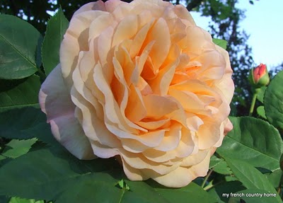 visiting-valley-rose-gardens-miserey-my-french-country-home soft peach-coloured rose