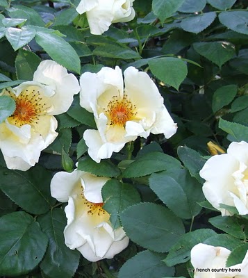 visiting-valley-rose-gardens-miserey-my-french-country-home white flowers with yellow center