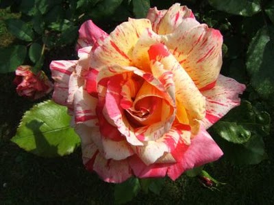 visiting-valley-rose-gardens-miserey-my-french-country-home pink and yellow striped rose