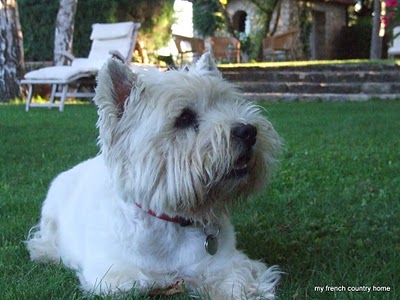 summertime-living-easy-2-my-french-country-home white westie dog lying in grass