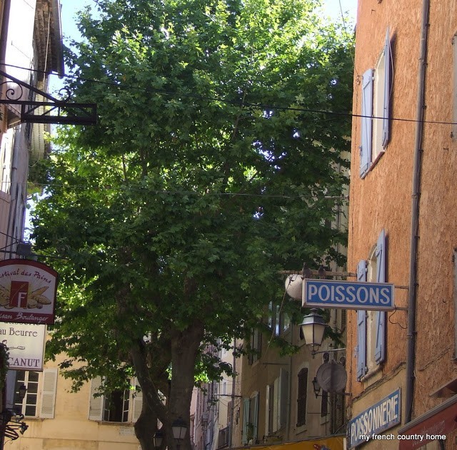 large tree in a town square