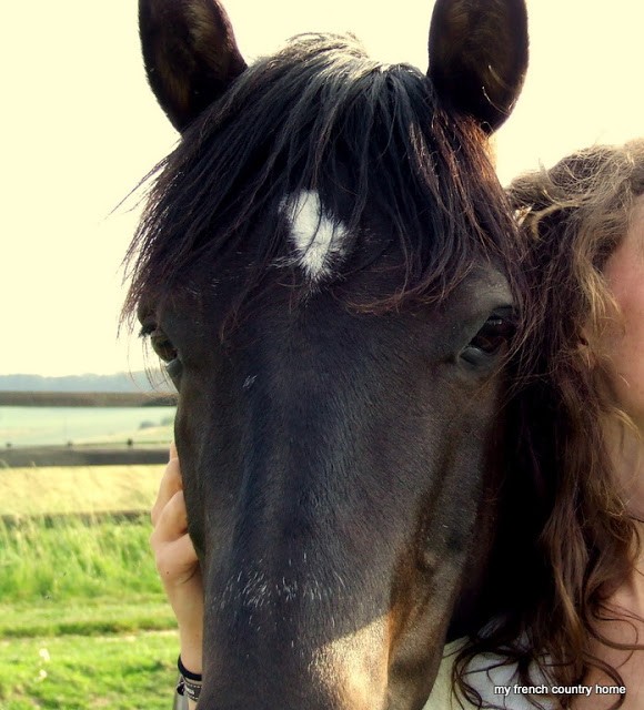 naughty-pony-my-french-country-home close up of a horse's face
