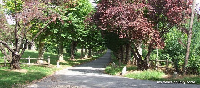 country lane, lined by trees
