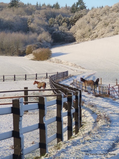 horses in snowy fields near a forest