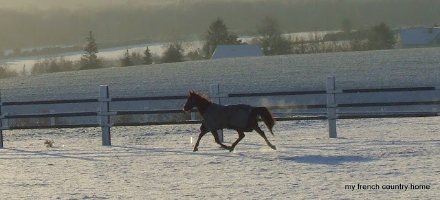 horse in a blanket trotting through a snowy field