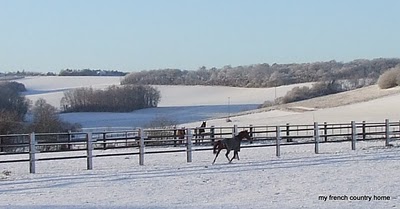 colt frolicking in a snowy field