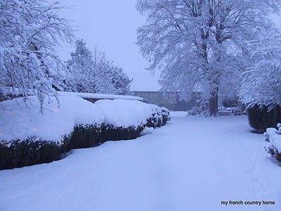 driveway and bushes covered in snow