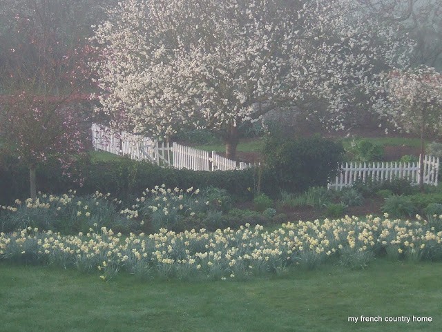daffodils in a yard, in front of a picket fence and large flowering tree