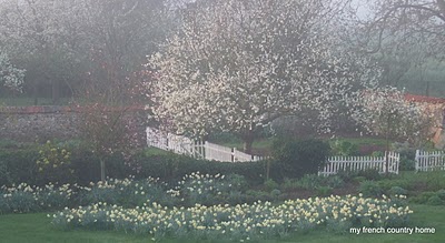 garden with a picket fence, large flowering tree, and daffodils