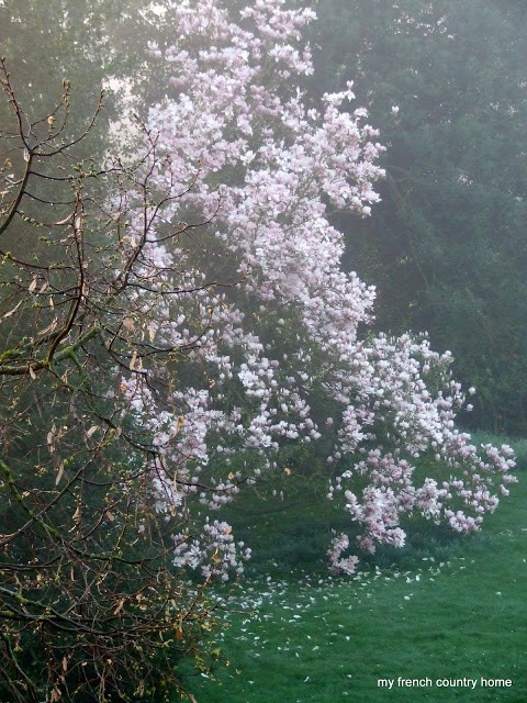 flowering tree with white blooms