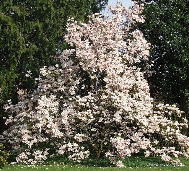 greengager plum tree in bloom