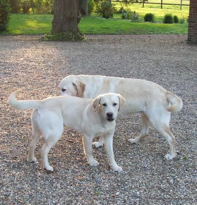two white labs on a path
