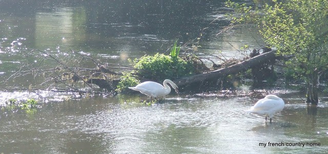 early-sunday-brocante-my-french-country-home swans feeding in the shallows of a river