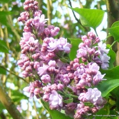ornamental cherry blossoms