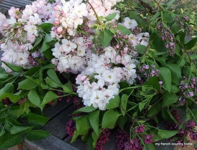 lilac blossoms with greenery