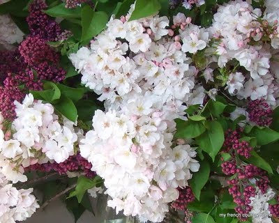 close up shot of lilac and ornamental cherry blossoms
