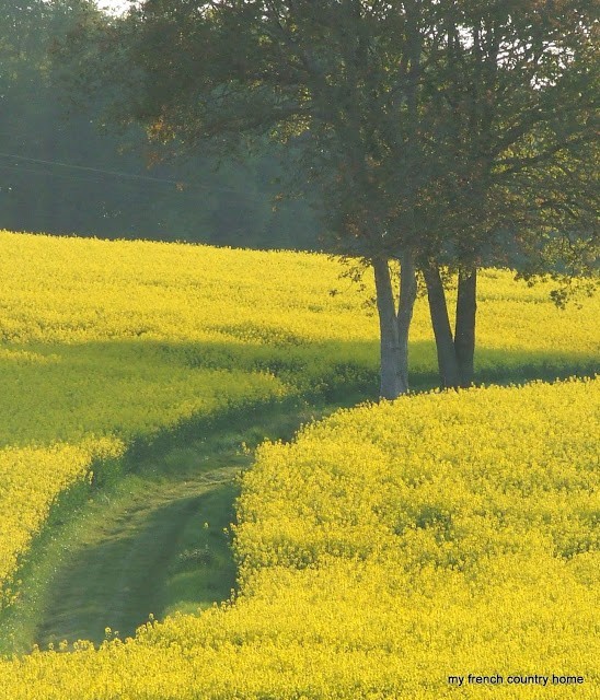 yellow flowering field with a path and two trees