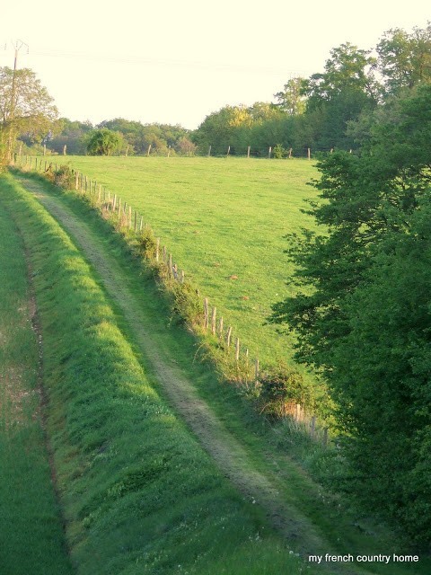 country path with fields in the background