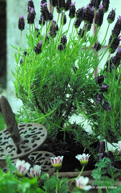 purple flowering plants with wrought iron garden decoration