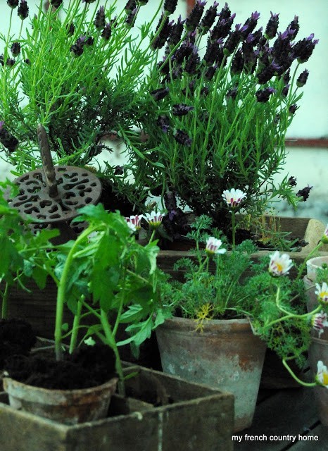 purple flowering plants in clay pots