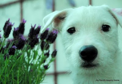 white wirey terrier in front of purple flowers