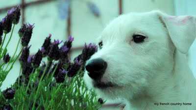white terrier looking off to the left