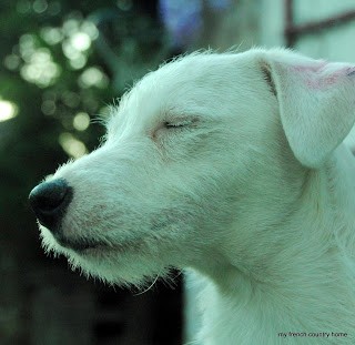 white terrier with eyes closed