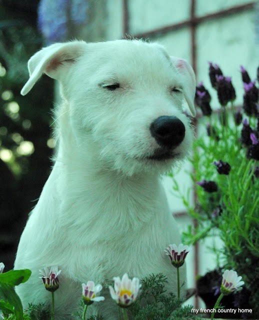white terrier squinting and looking off to the right