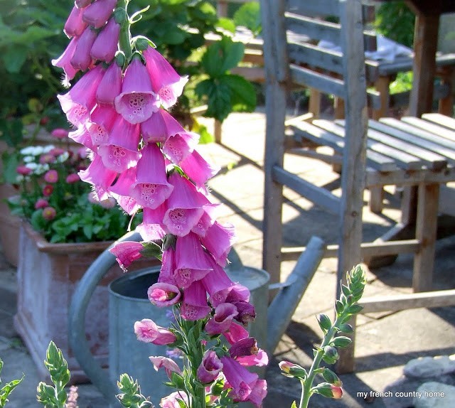 purple foxgloves in front of patio furniture