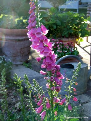 purple foxgloves on a tall stem