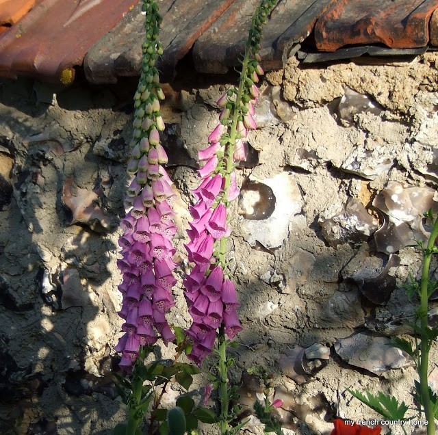 purple foxgloves in dappled sunlight in front of a stone wall