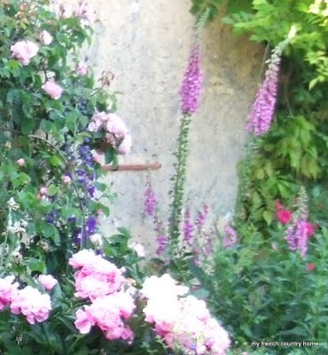 tall, purple foxgloves in a garden bed