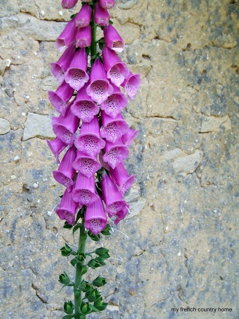 purple foxgloves in front of a stone wall
