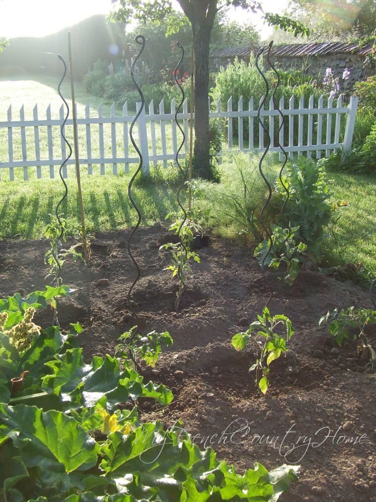 early tomato plants in the potager
