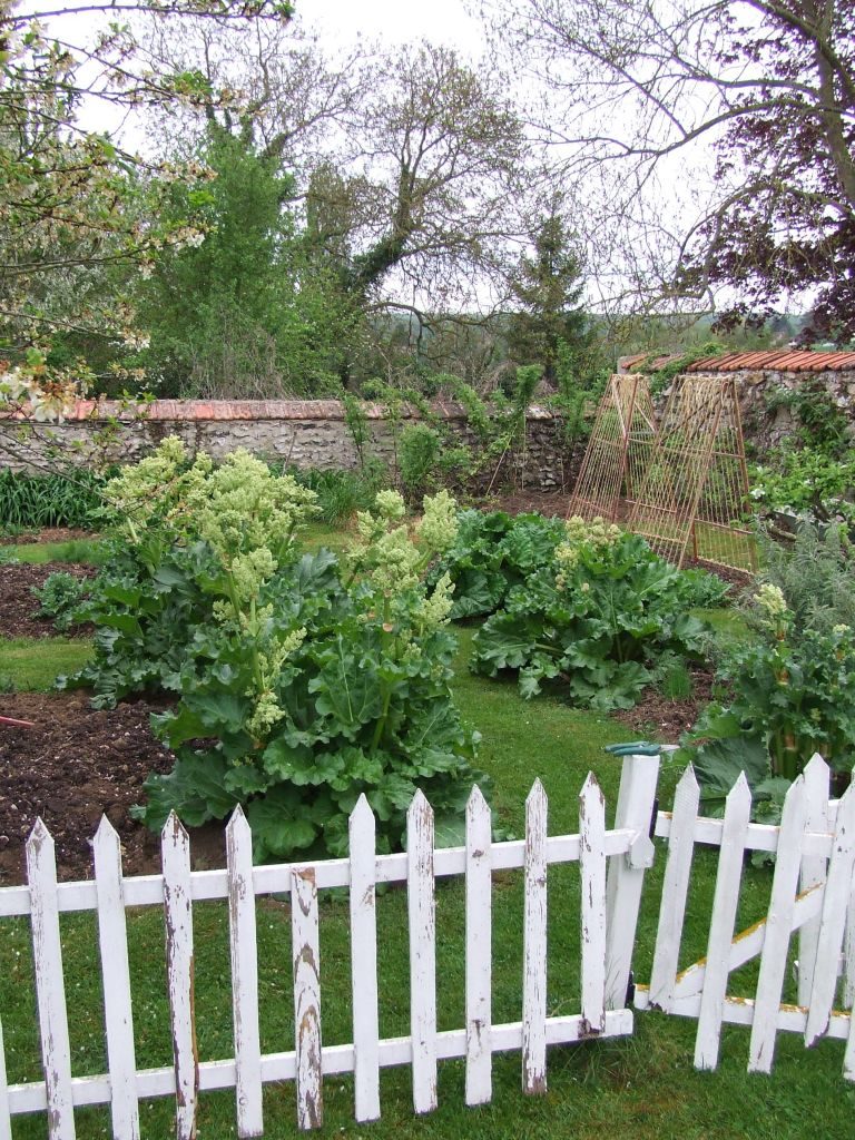 growing beans in my potager