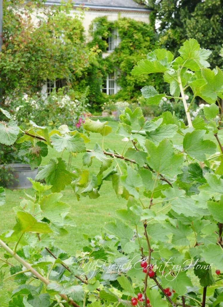 french gardens, my french country home