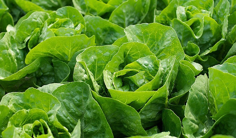 growing salads in the potager