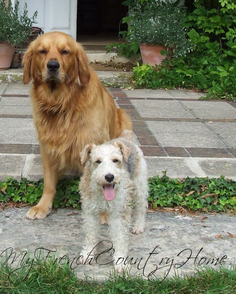 golden retriever and fox terrier on stone step