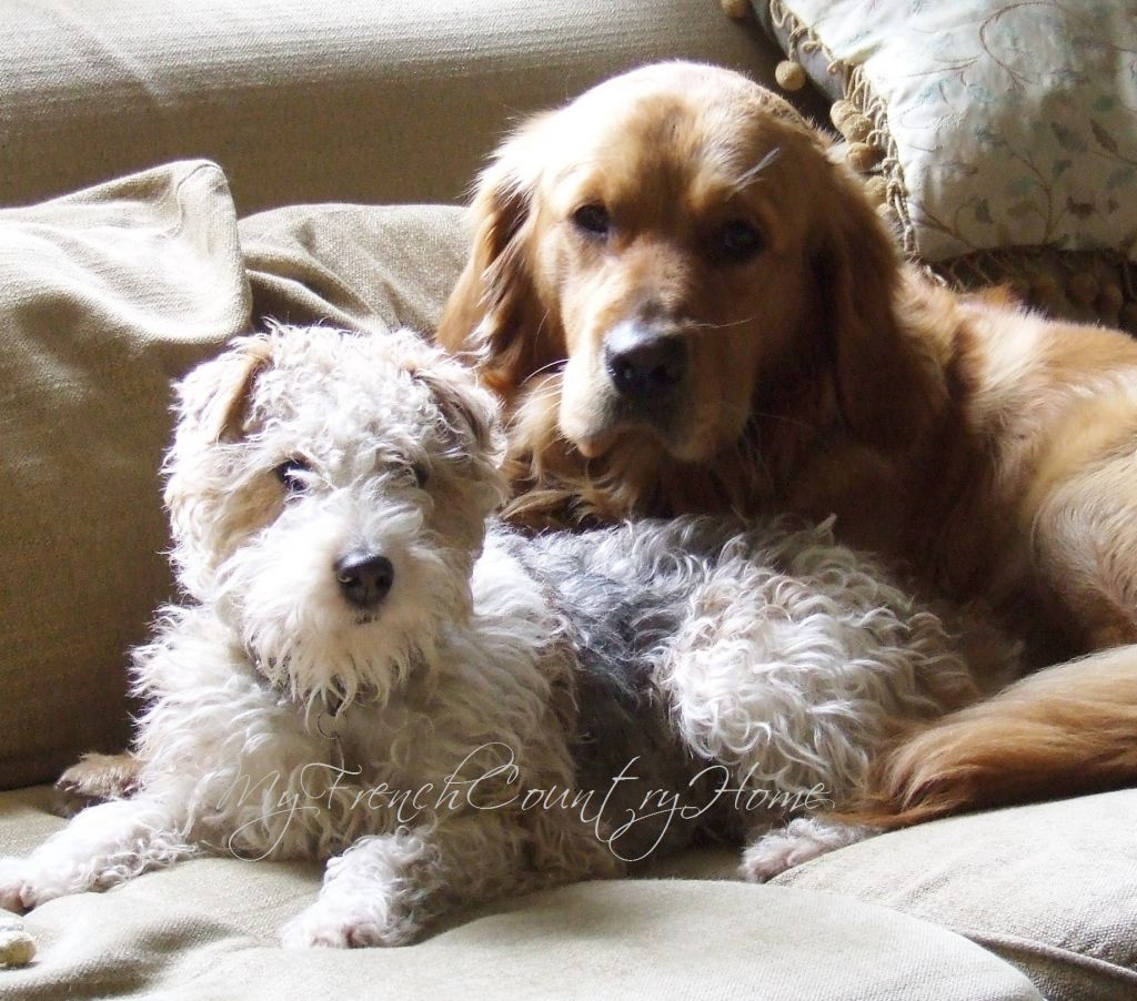 golden retriever and fox terrier on sofa