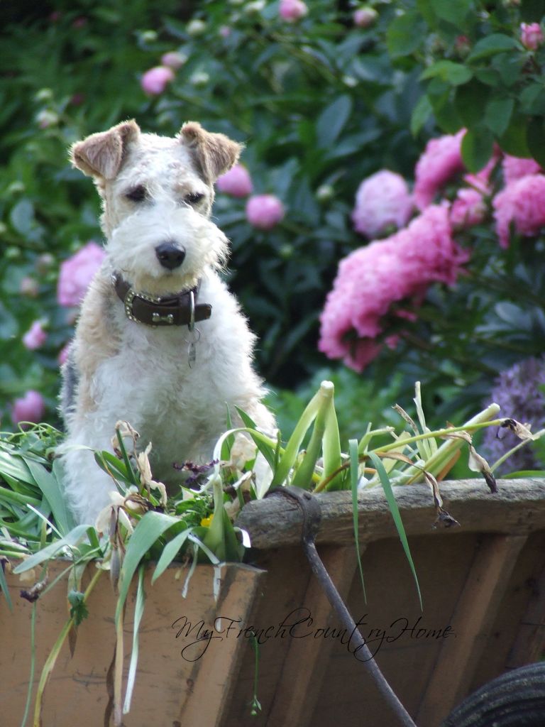 ghetto, the wire haired fox terrier standing watch on a wheelbarrow