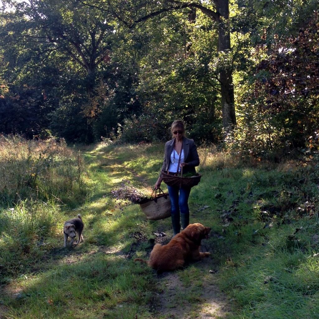 walking in the forest with dogs