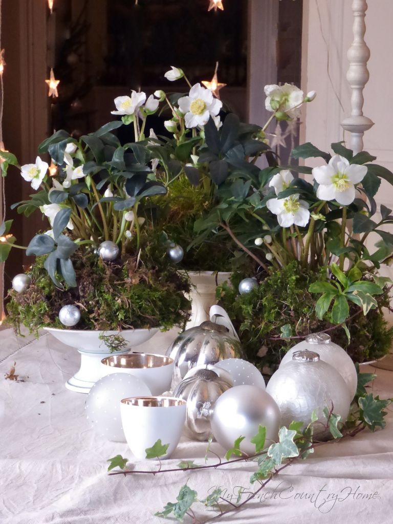 hellebore and moss for a christmas display