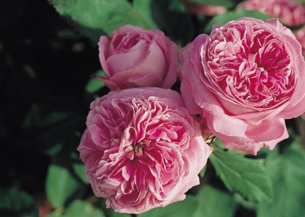 the-charm-of-old-french-roses-my-french-country-home