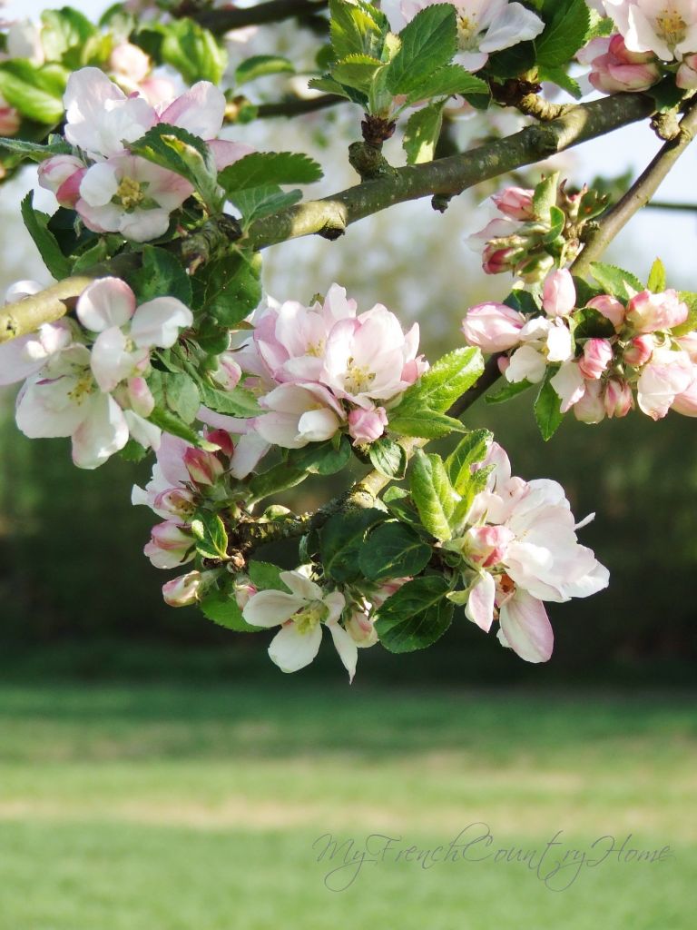 apple blossom in normandy