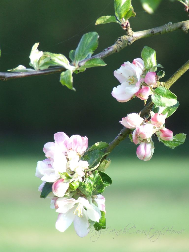 apple blossom in normandy