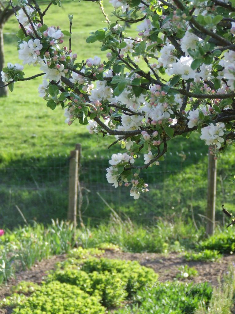 apple blossom in normandy